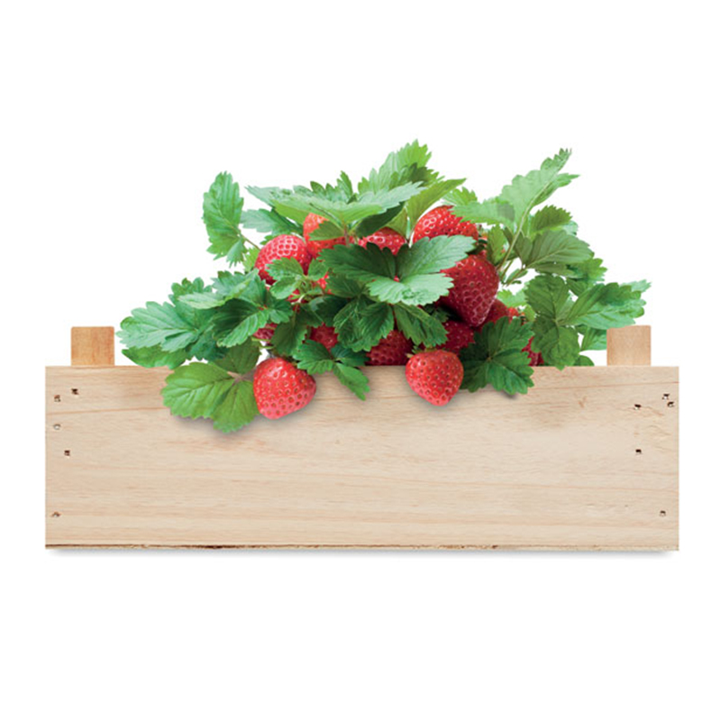 Aardbeien kweekset - Afbeelding 2